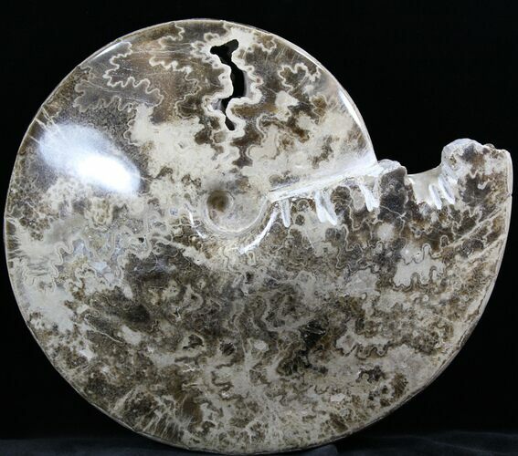 Polished / Ammonite (Choffaticeras?) - Goulmima, Morocco #27366